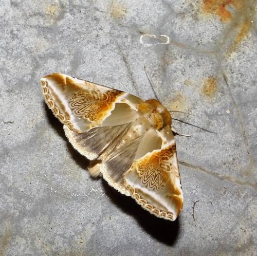 Réf. 285 470 : Habrosyne pyritoides